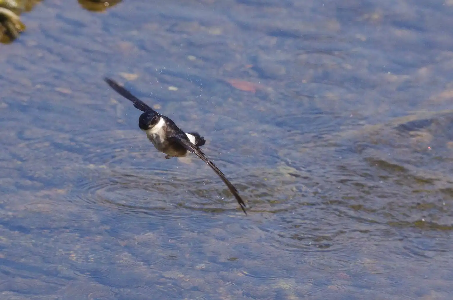 飛翔シーン撮影、水を飲みに来た、野鳥・イワツバメの写真画像