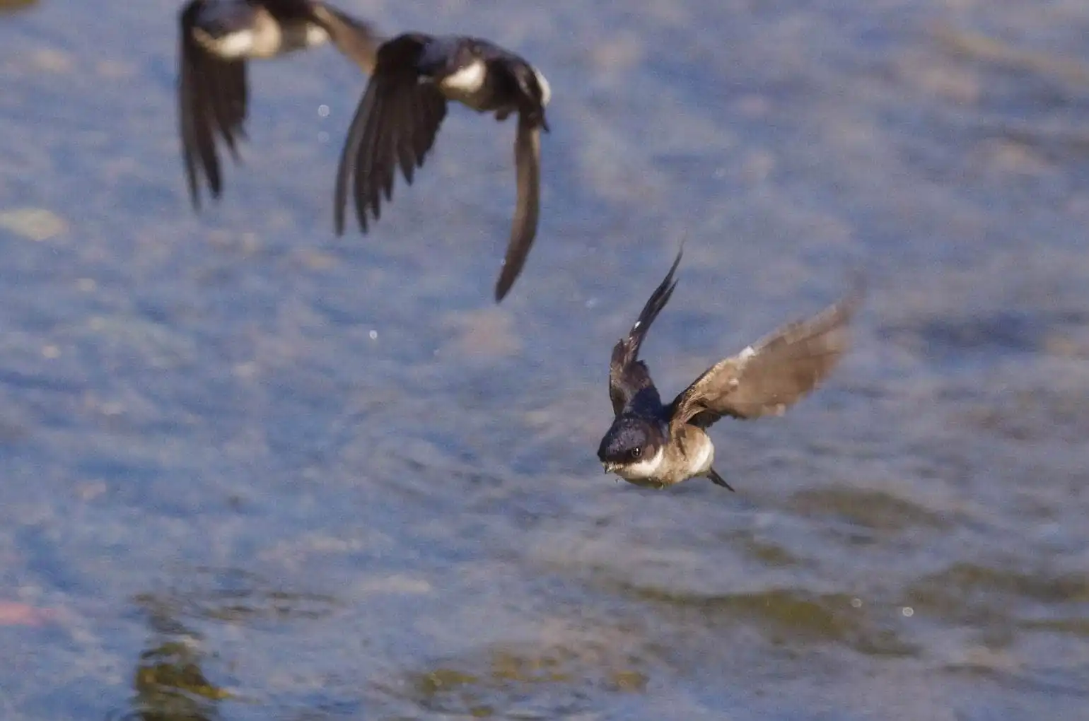飛翔シーン撮影、水を飲みに来た、野鳥・イワツバメの写真画像