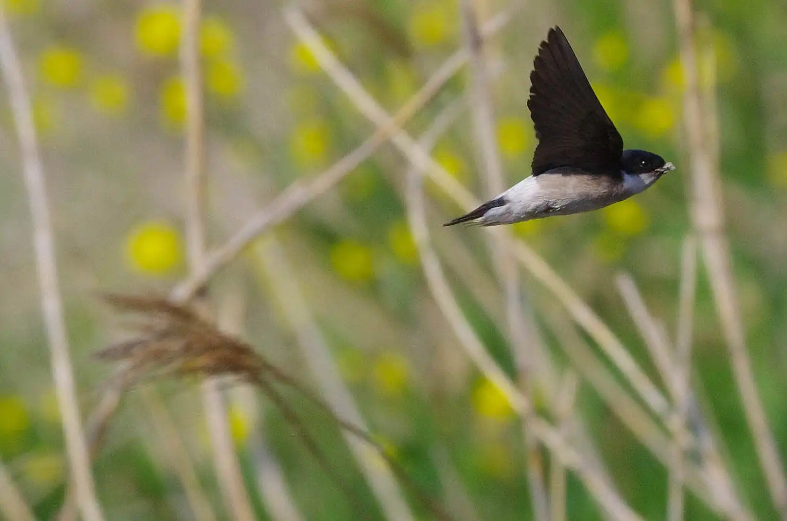 飛翔シーン撮影、背景の菜の花がきれいな、野鳥・イワツバメの写真画像