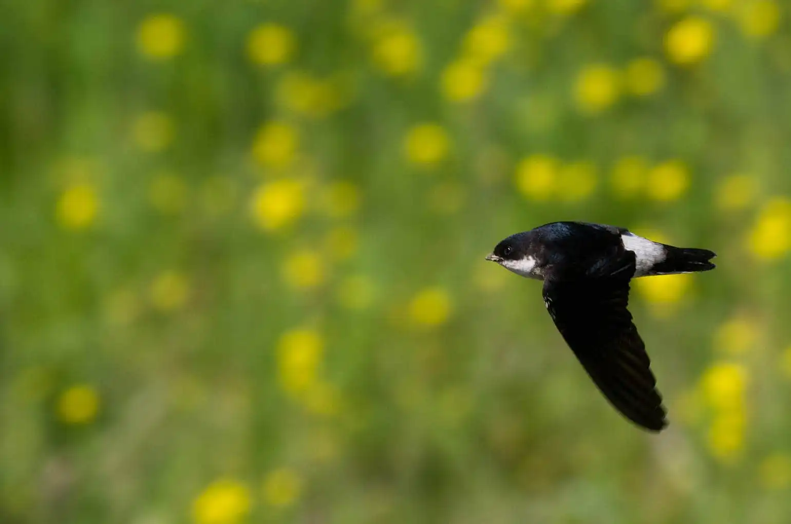 飛翔シーン撮影、背景の菜の花がきれいな、野鳥・イワツバメの写真画像