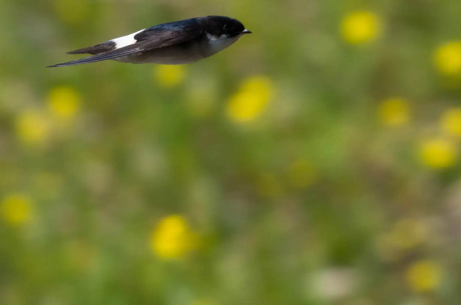 飛翔シーン撮影、背景の菜の花がきれいな、野鳥・イワツバメの写真画像