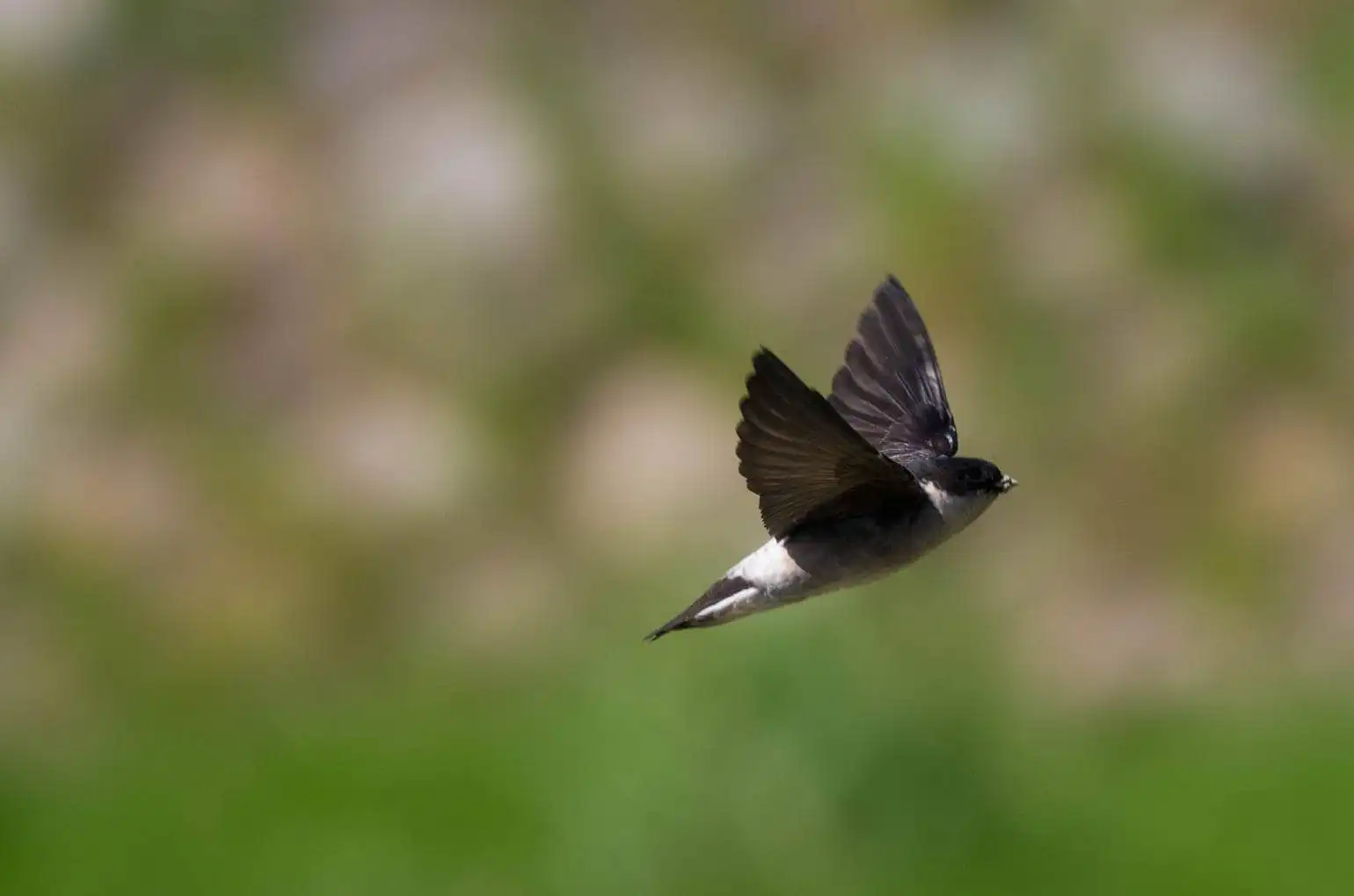 飛翔シーン撮影、野鳥・イワツバメの写真画像