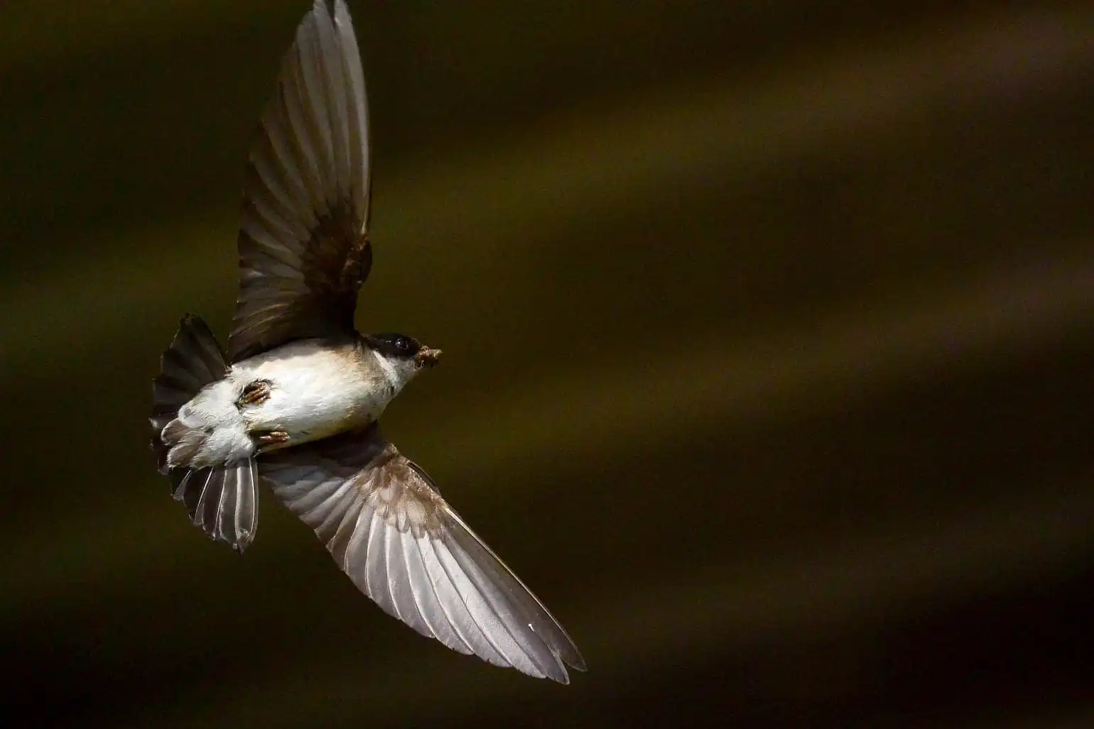 高解像飛翔写真、野鳥・イワツバメの写真画像