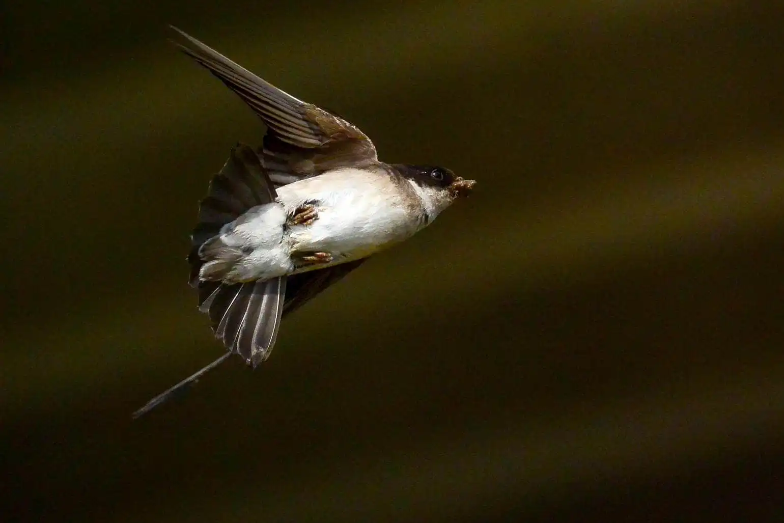 高解像飛翔写真、野鳥・イワツバメの写真画像