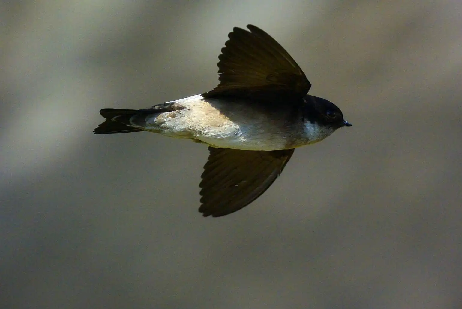 高解像飛翔写真、野鳥・イワツバメの写真画像