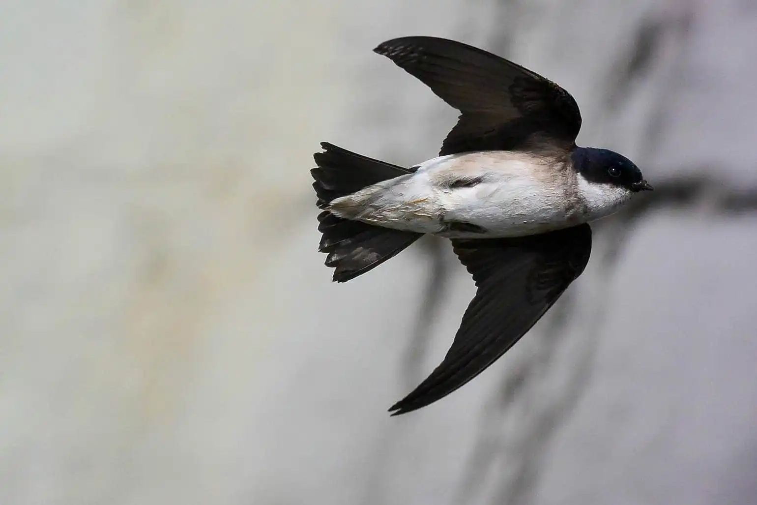 高解像飛翔写真、野鳥・イワツバメの写真画像