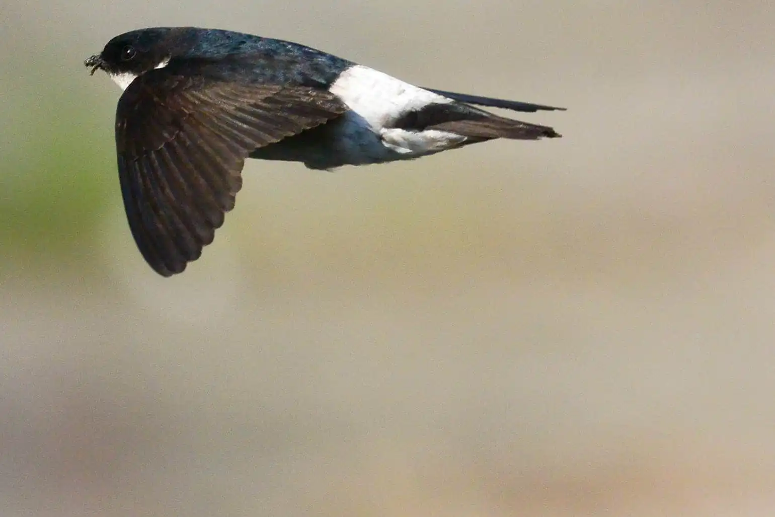 高解像飛翔写真、野鳥・イワツバメの写真画像