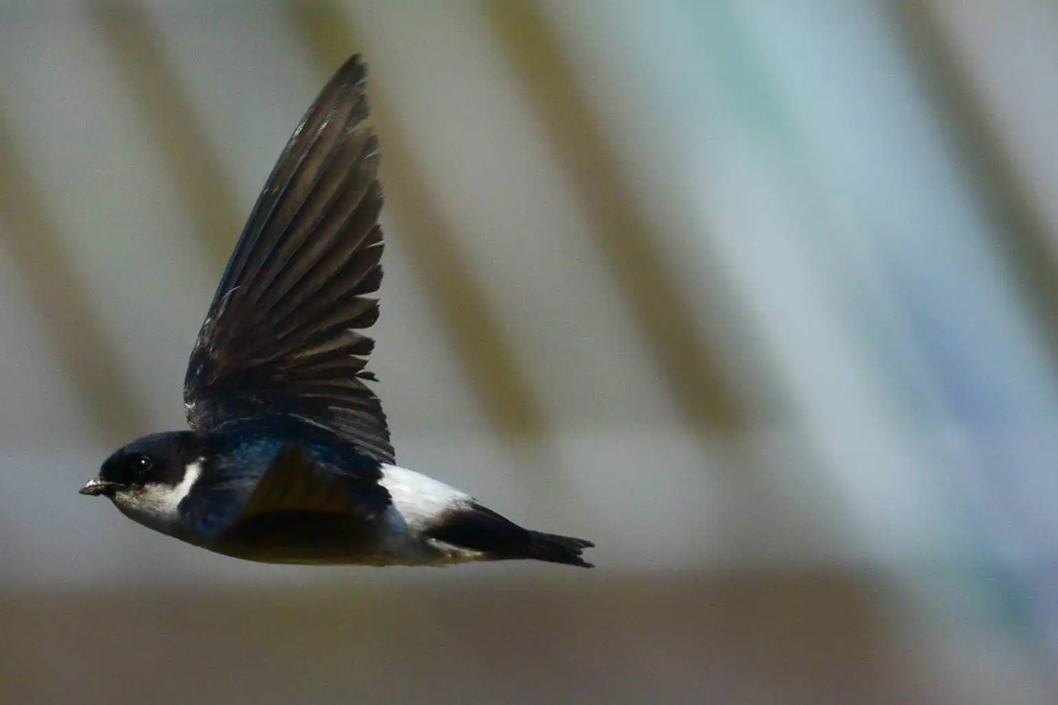 高解像飛翔写真、野鳥・イワツバメの写真画像