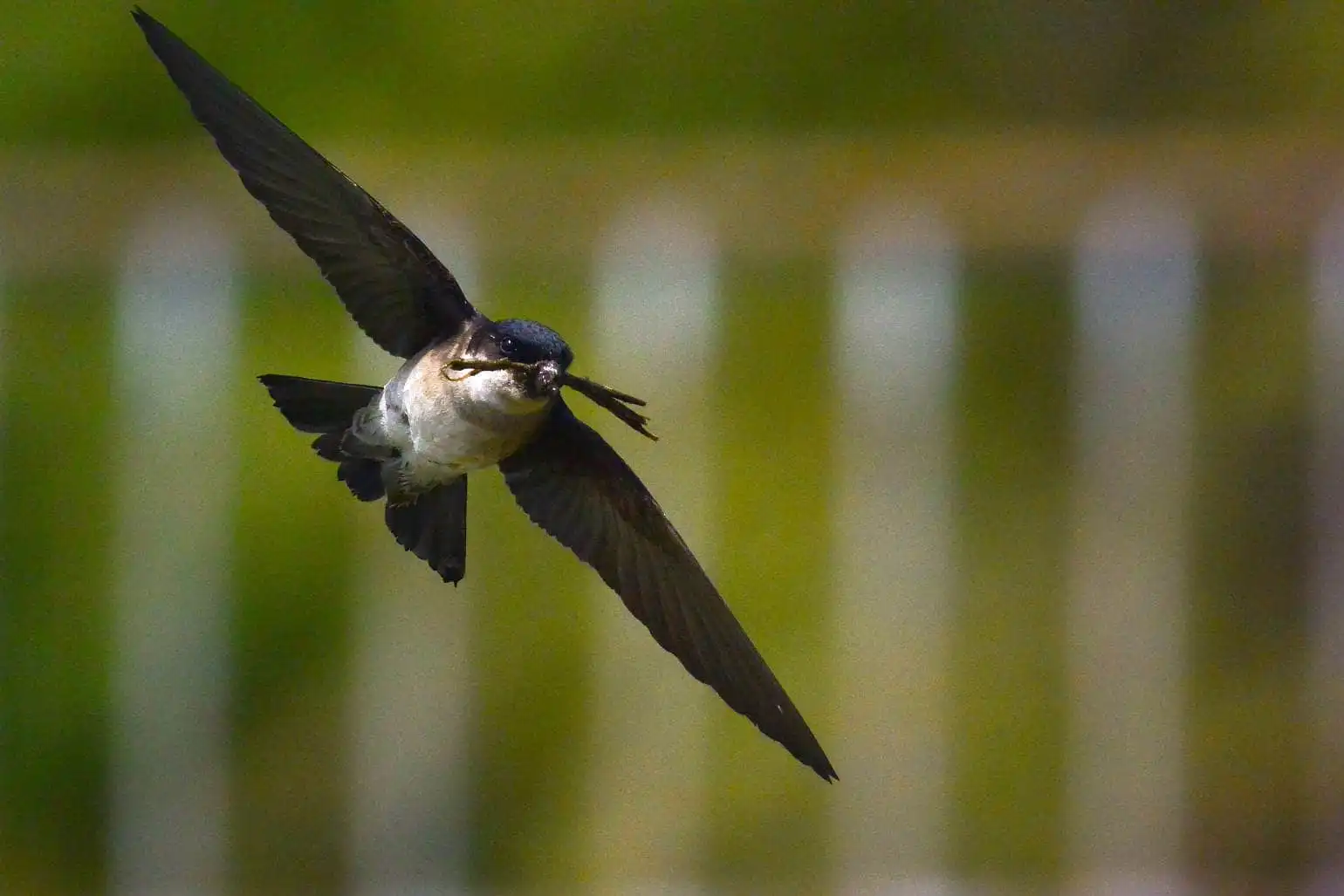 高解像飛翔写真、野鳥・イワツバメの写真画像