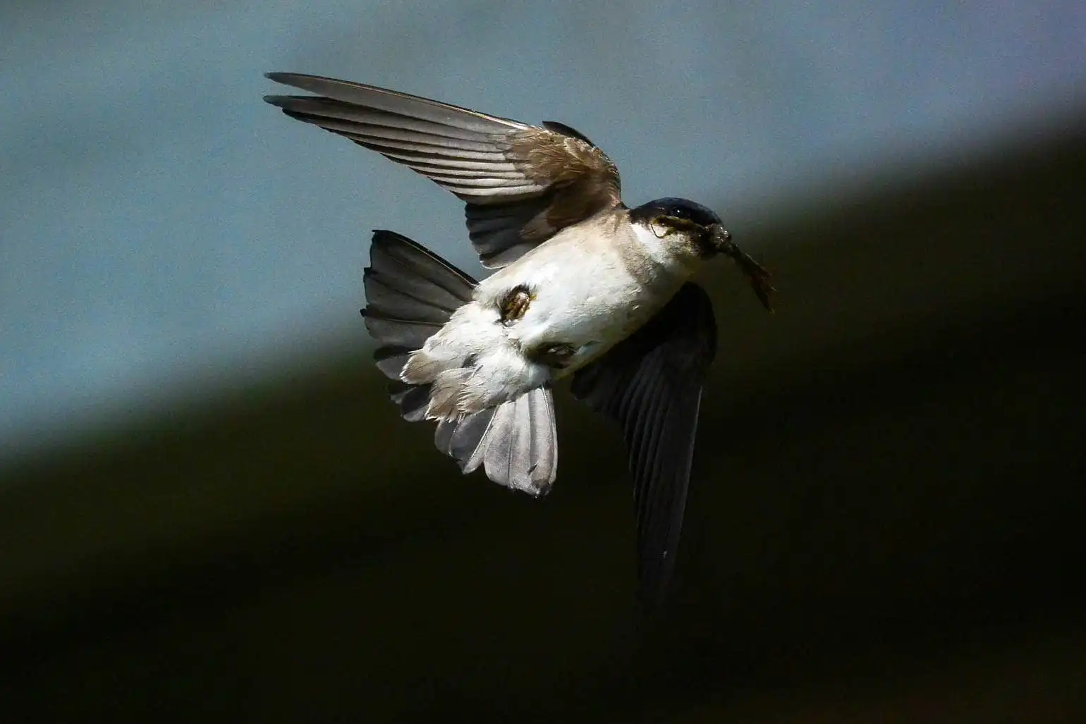 高解像飛翔写真、野鳥・イワツバメの写真画像