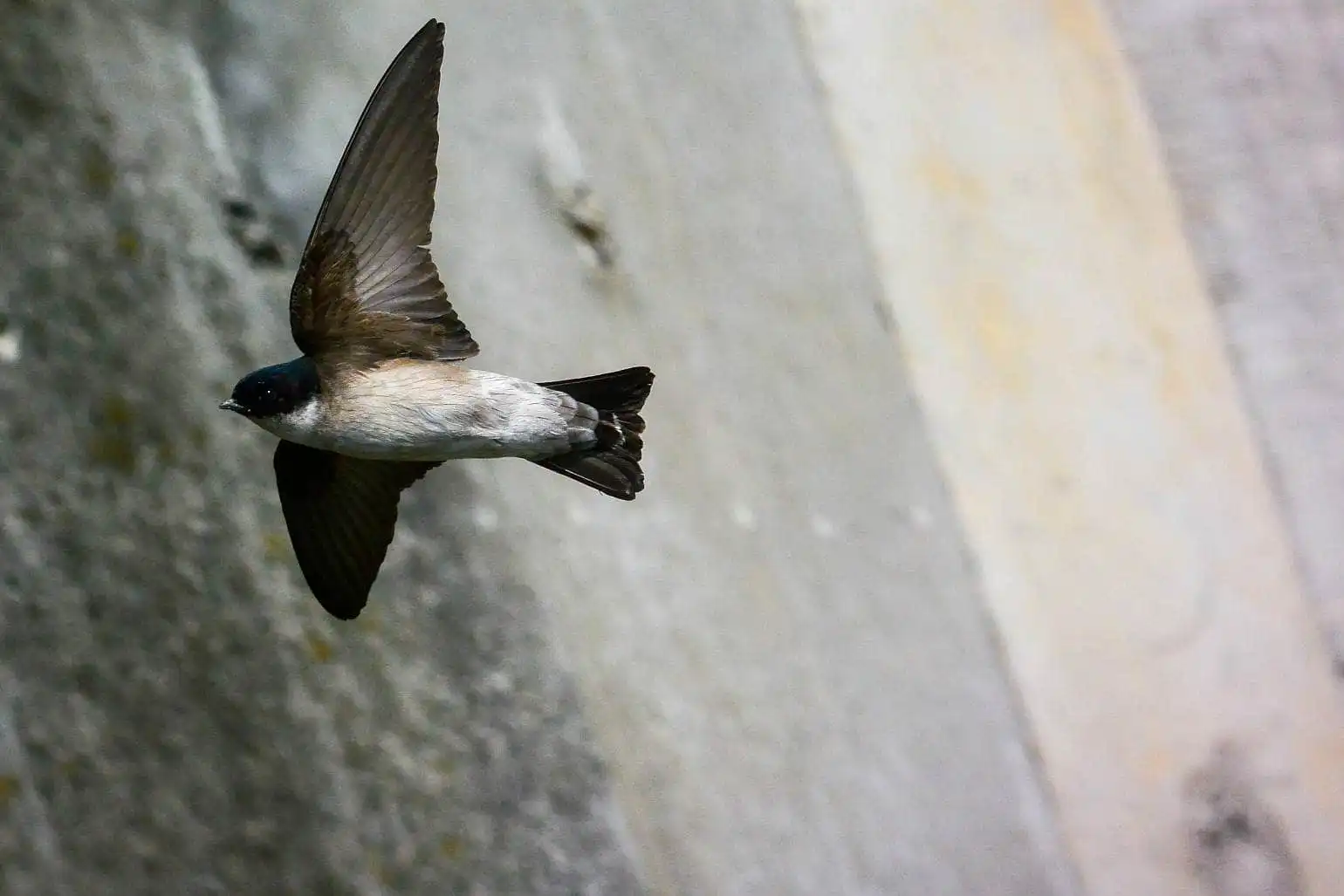 高解像飛翔写真、野鳥・イワツバメの写真画像