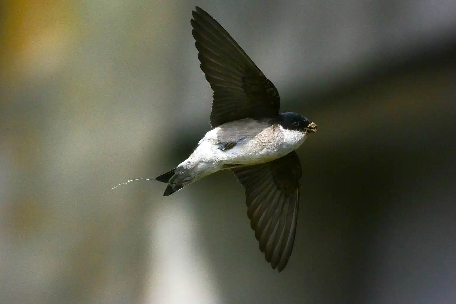 高解像飛翔写真、野鳥・イワツバメの写真画像