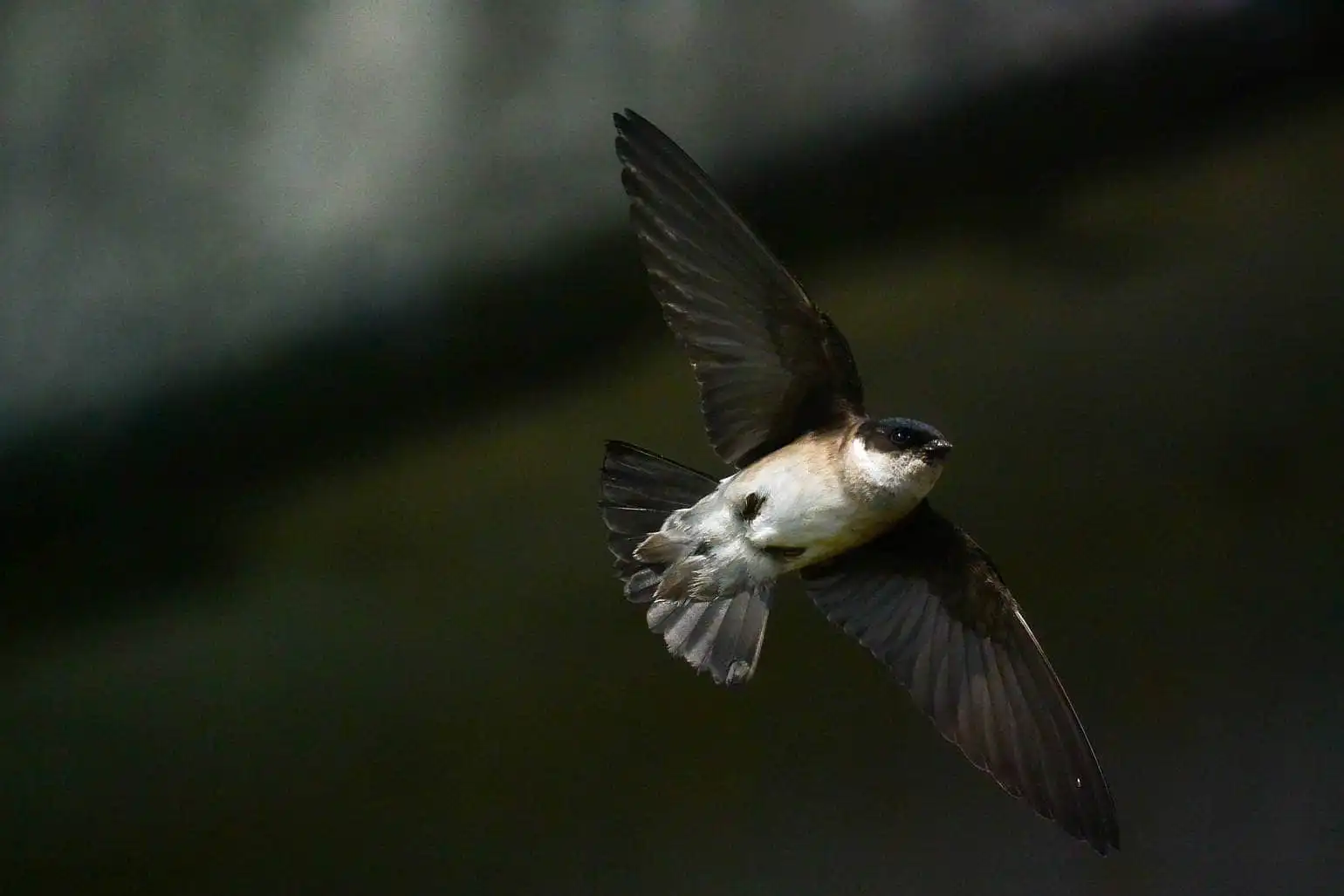 高解像飛翔写真、野鳥・イワツバメの写真画像