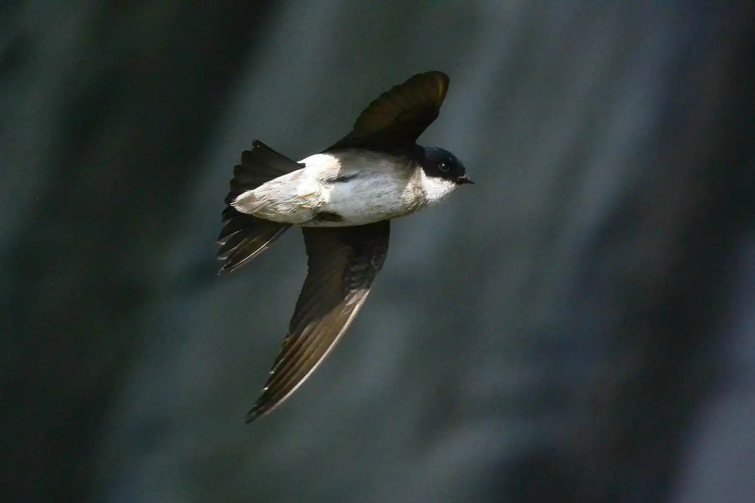 高解像飛翔写真、野鳥・イワツバメの写真画像
