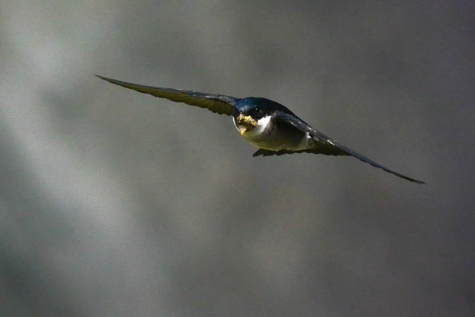 高解像飛翔写真、野鳥・イワツバメの写真画像