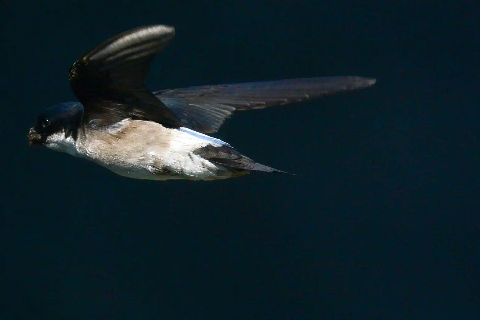 高解像飛翔写真、野鳥・イワツバメの写真画像