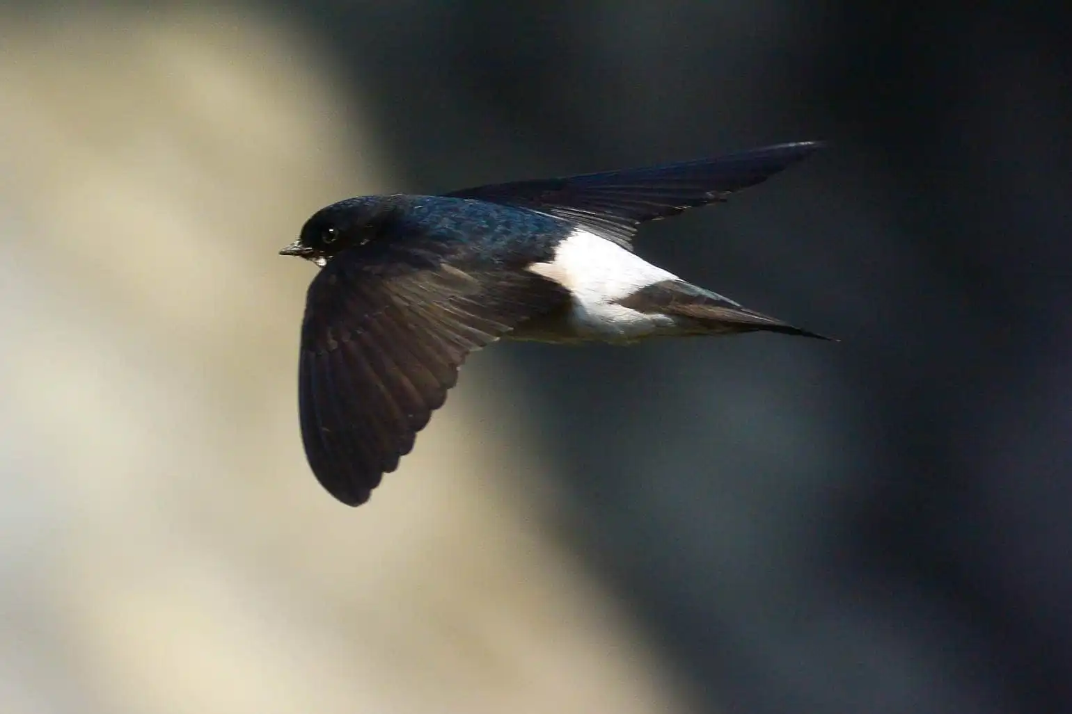 高解像飛翔写真、野鳥・イワツバメの写真画像