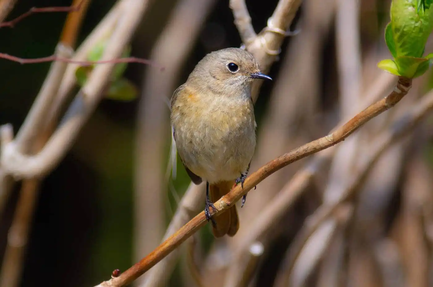 野鳥・ジョウビタキ(雌)の写真画像