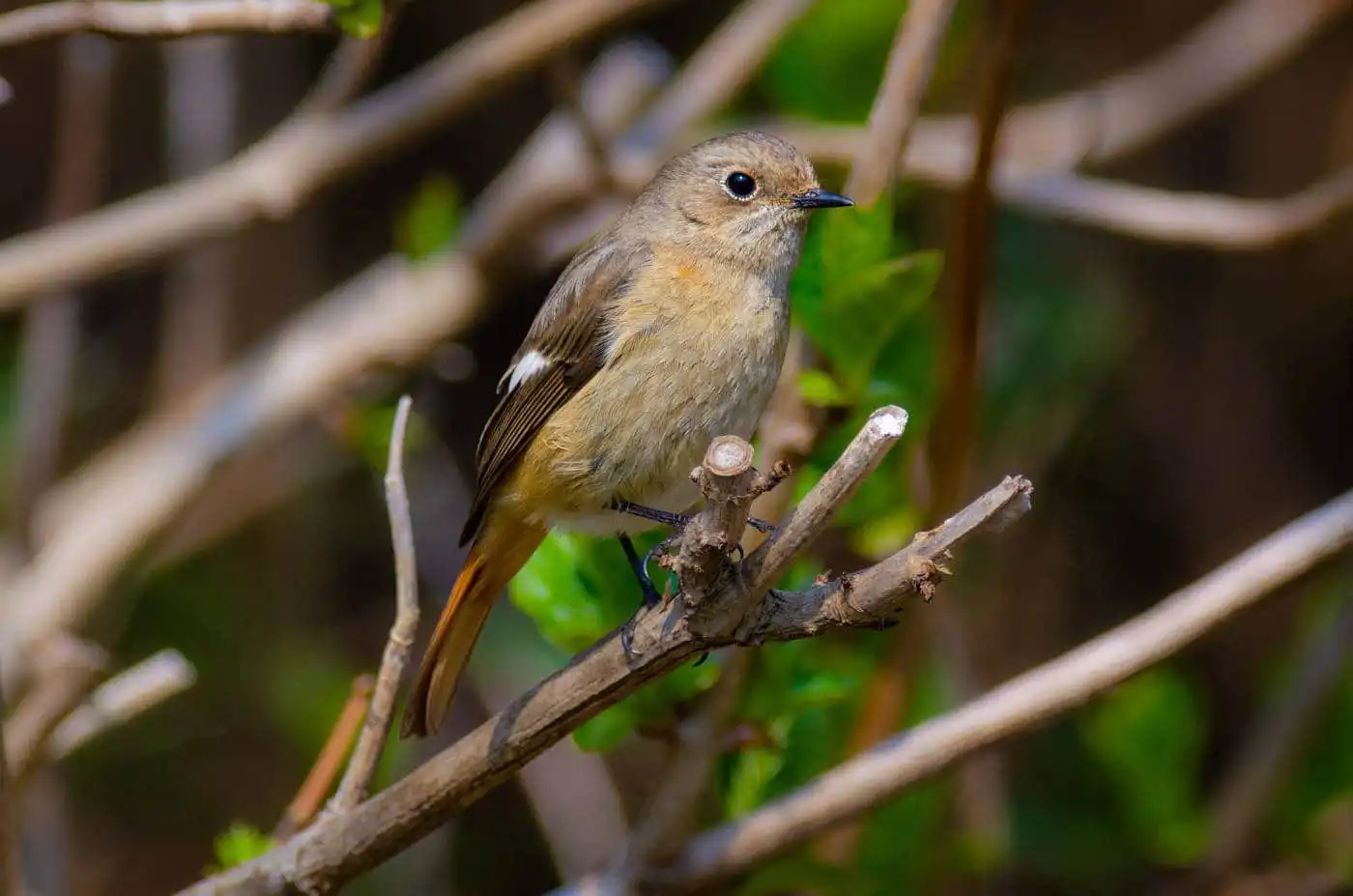野鳥・ジョウビタキ(雌)の写真画像