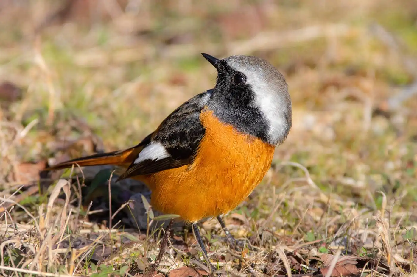 高解像ドアップ。野鳥・ジョウビタキ(雄)の写真画像