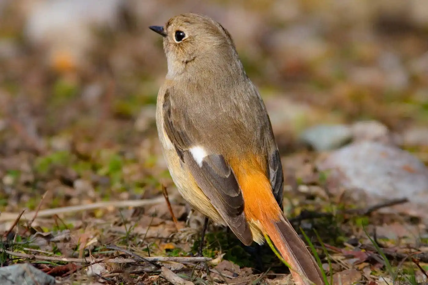 高解像ドアップ。野鳥・ジョウビタキ(雌)の写真画像