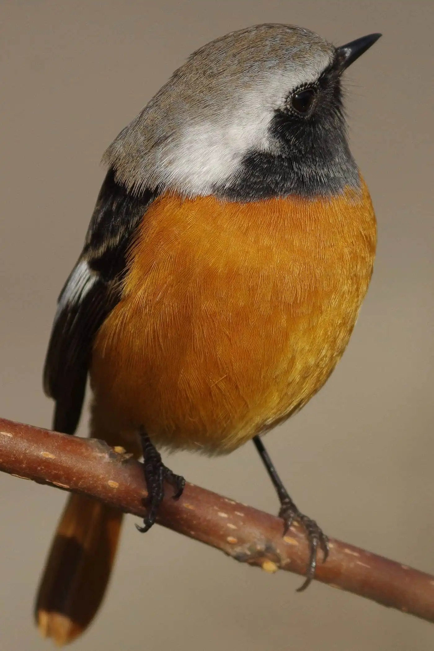 高解像ドアップ。野鳥・ジョウビタキ(雄)の写真画像