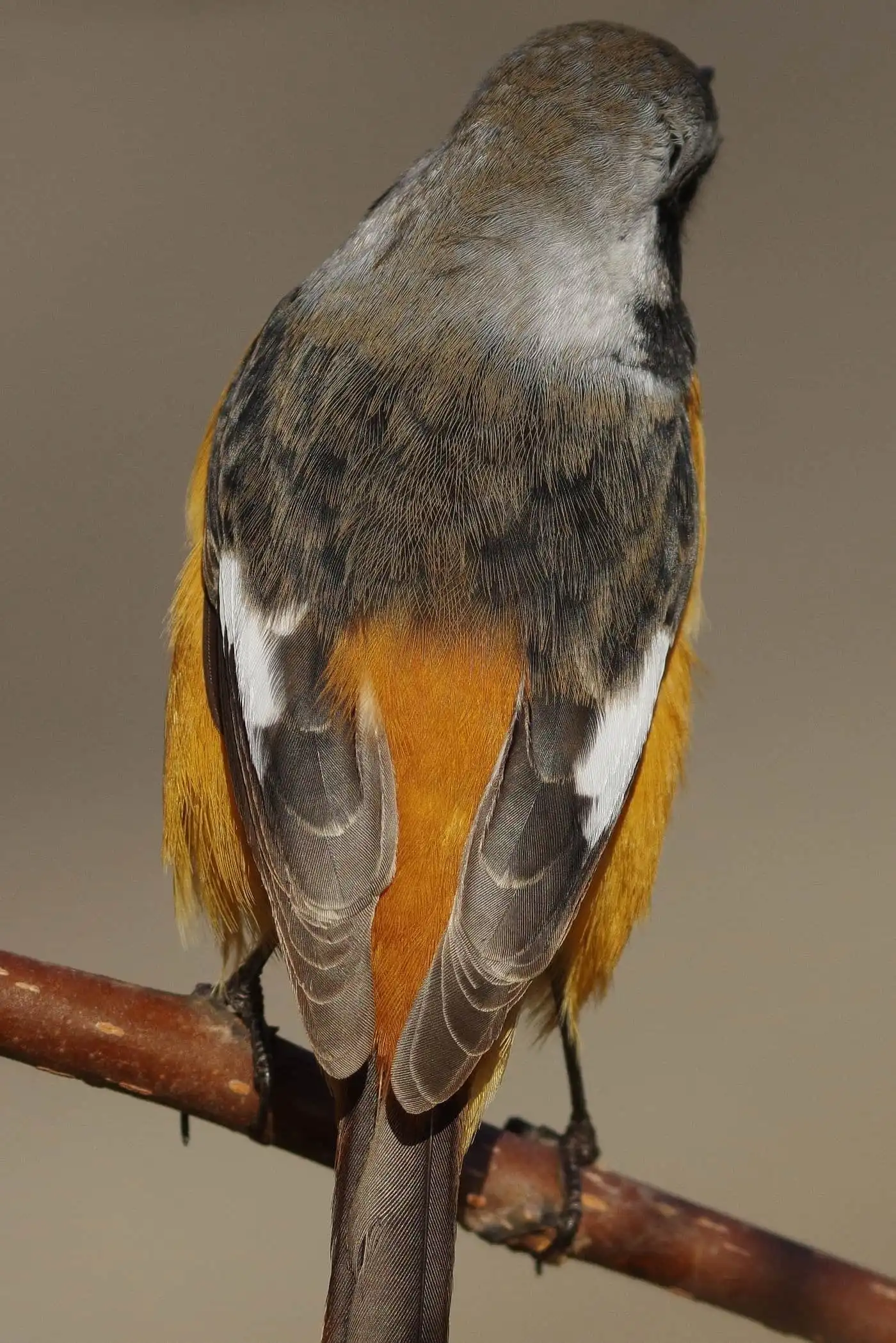 高解像ドアップ。野鳥・ジョウビタキ(雄)の写真画像