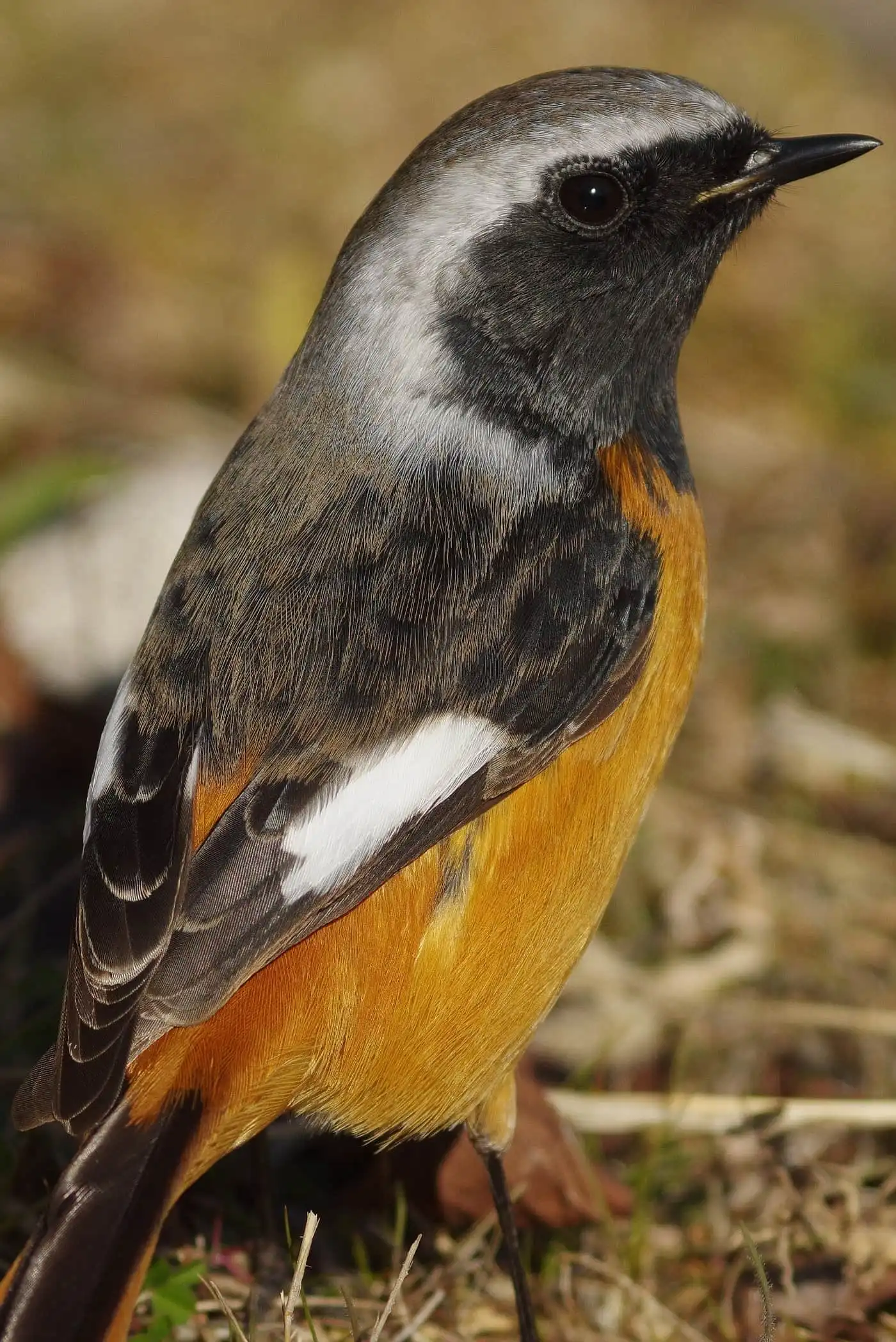 高解像ドアップ。野鳥・ジョウビタキ(雄)の写真画像