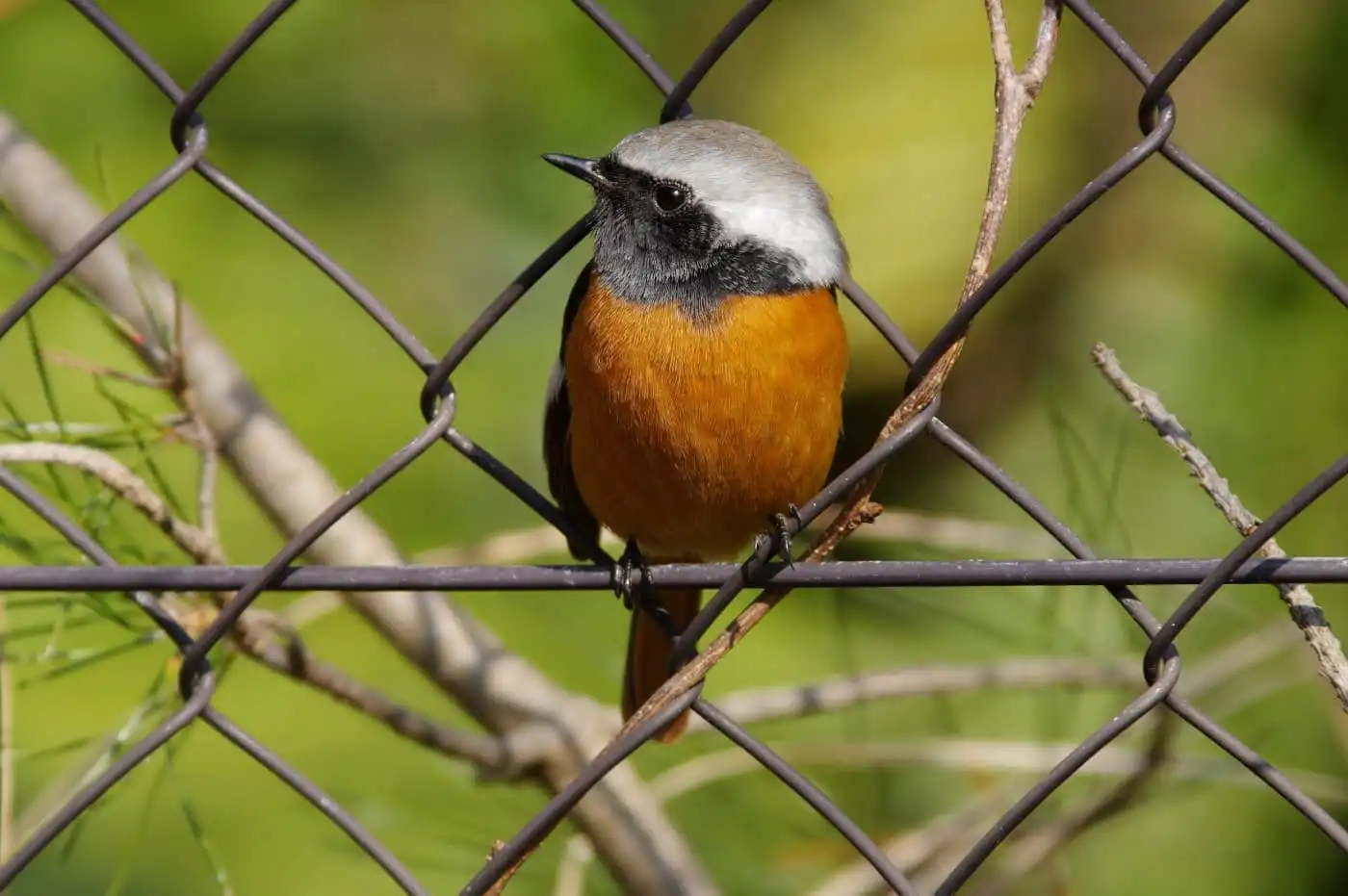 野鳥・ジョウビタキ(雄)の写真画像