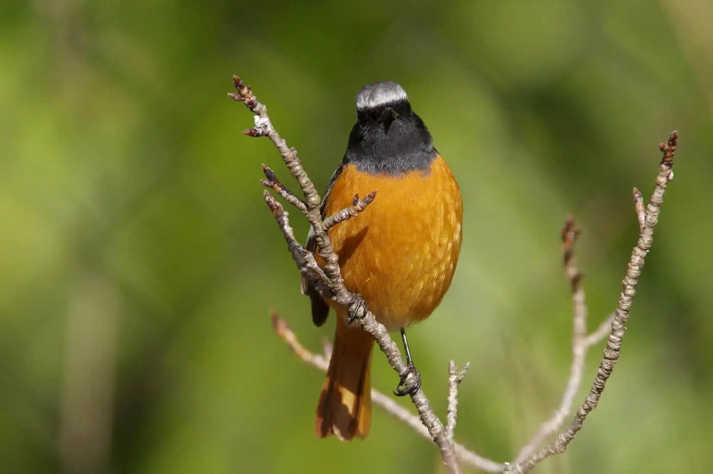 野鳥・ジョウビタキ(雄)の高解像写真画像