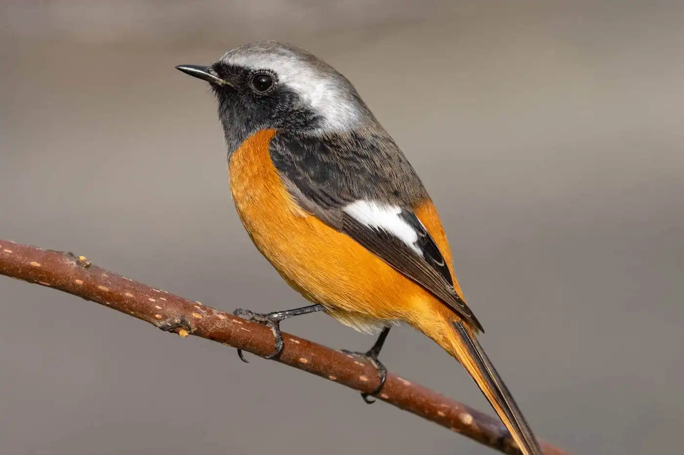 野鳥・ジョウビタキ(雄)の高解像写真画像