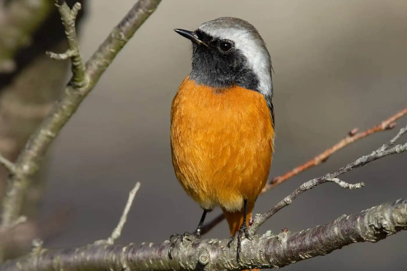 野鳥・ジョウビタキ(雄)の高解像写真画像