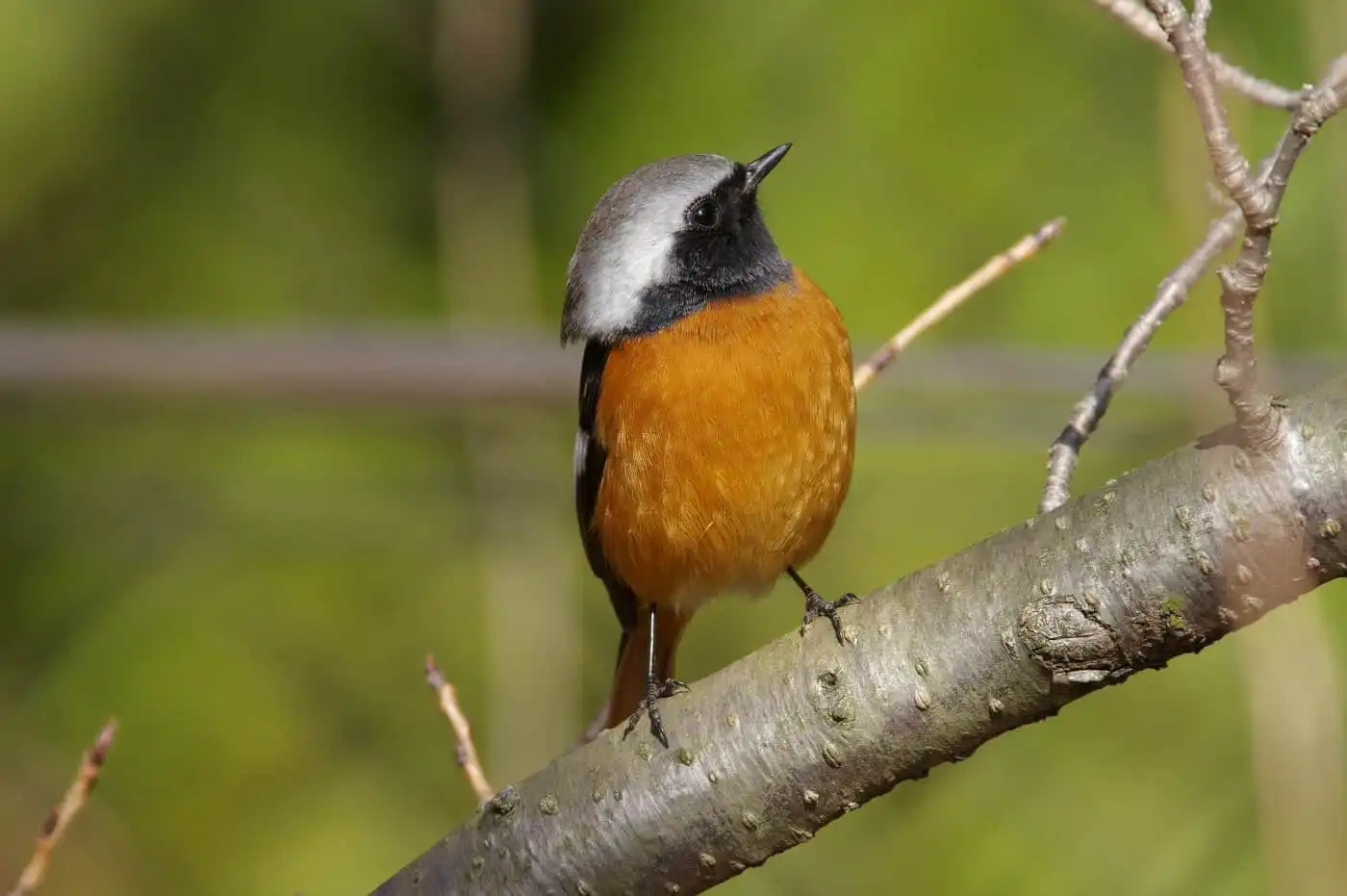野鳥・ジョウビタキ(雄)の写真画像