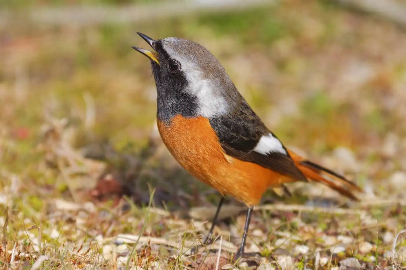 野鳥・ジョウビタキ(雄)の写真画像