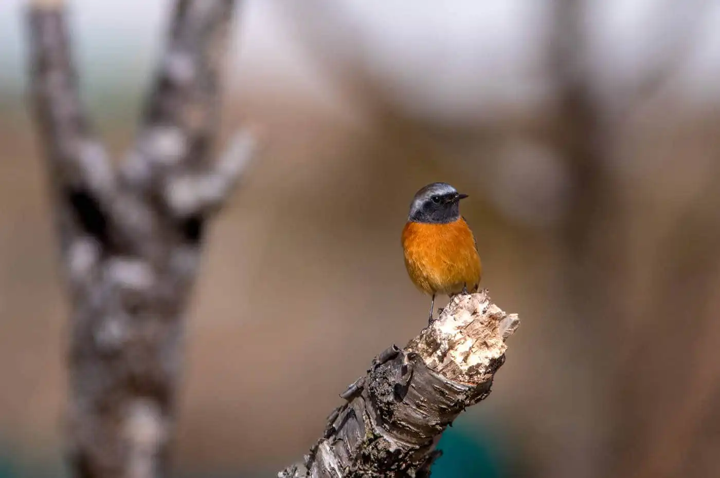 野鳥・ジョウビタキ(雄)の写真画像