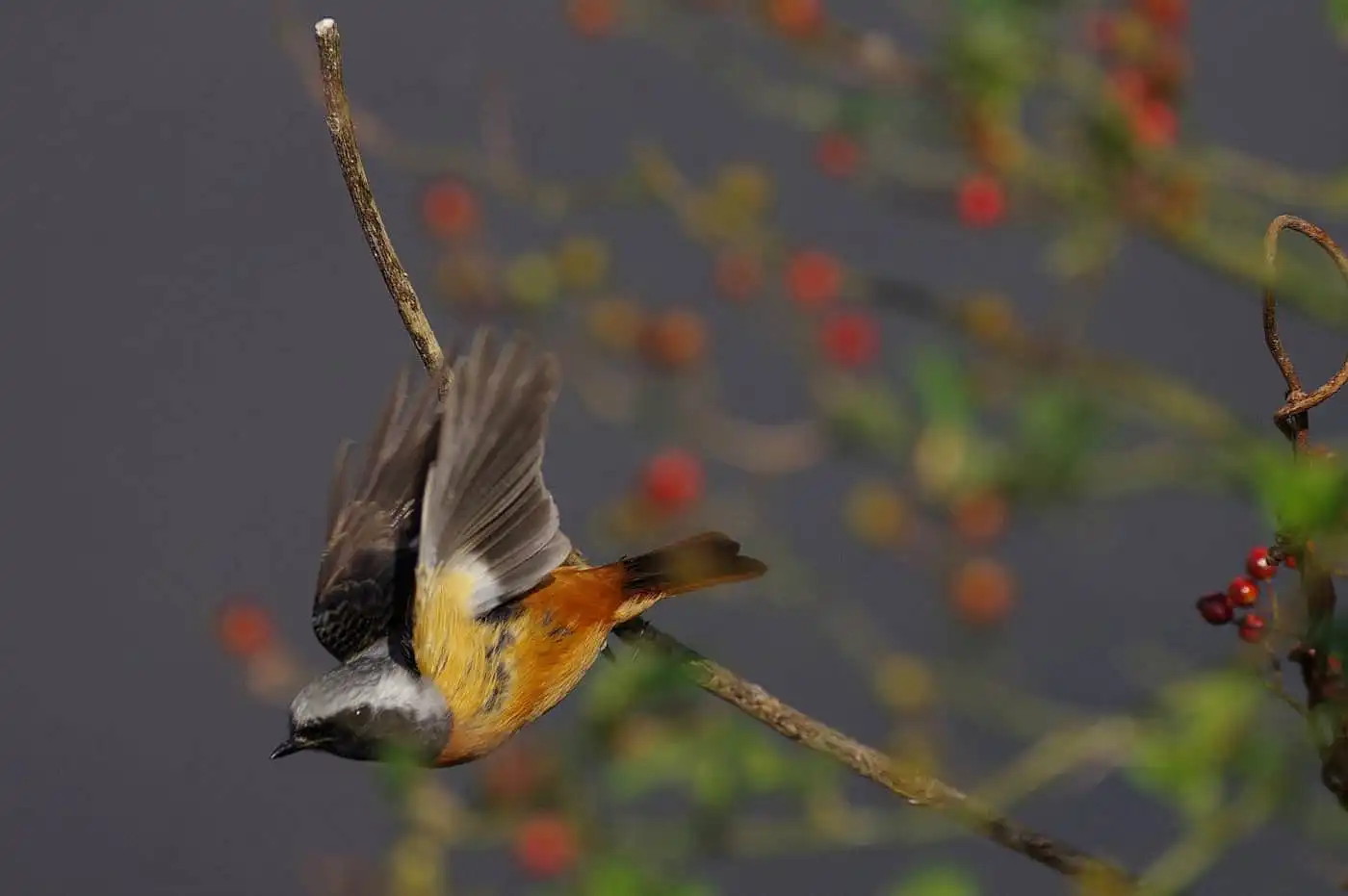 飛び出しシーン。野鳥・ジョウビタキ(雄)の写真画像
