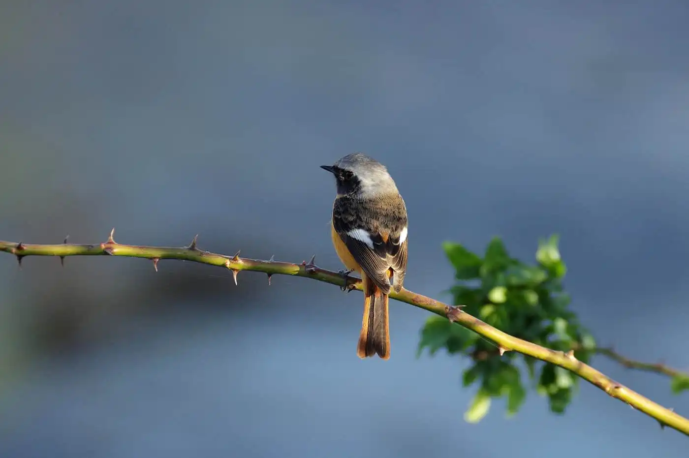 野鳥・ジョウビタキ(雄)の写真画像