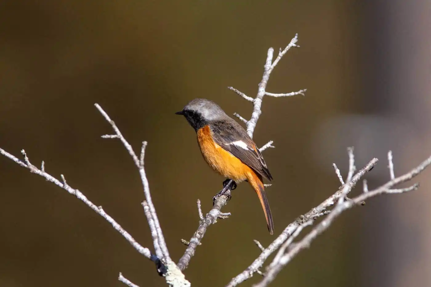 野鳥・ジョウビタキ(雄)の写真画像