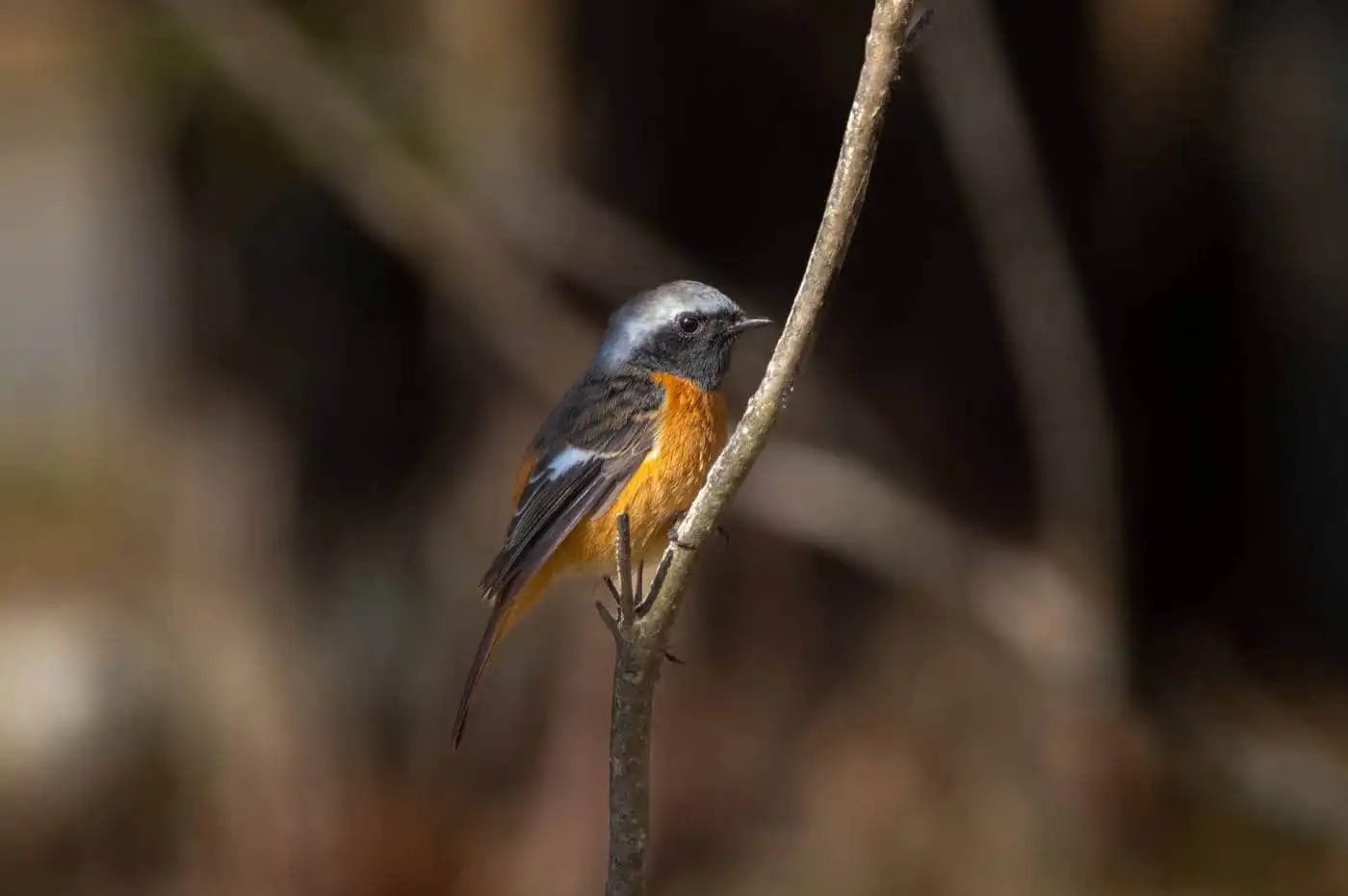 高解像。野鳥・ジョウビタキ(雄)の写真画像