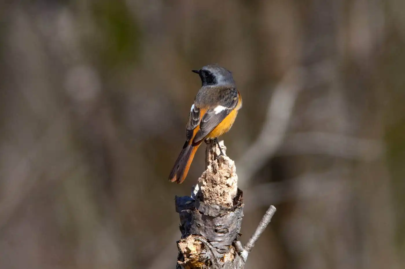 野鳥・ジョウビタキ(雄)の写真画像