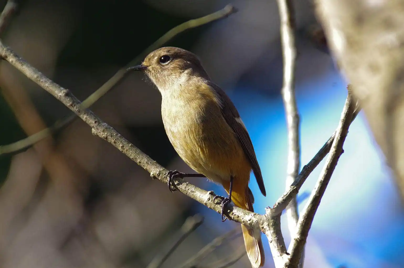野鳥・ジョウビタキ(雄)の写真画像