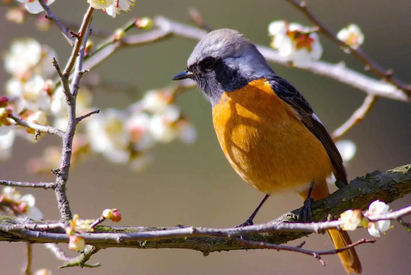 野鳥・ジョウビタキ(雄)の写真画像