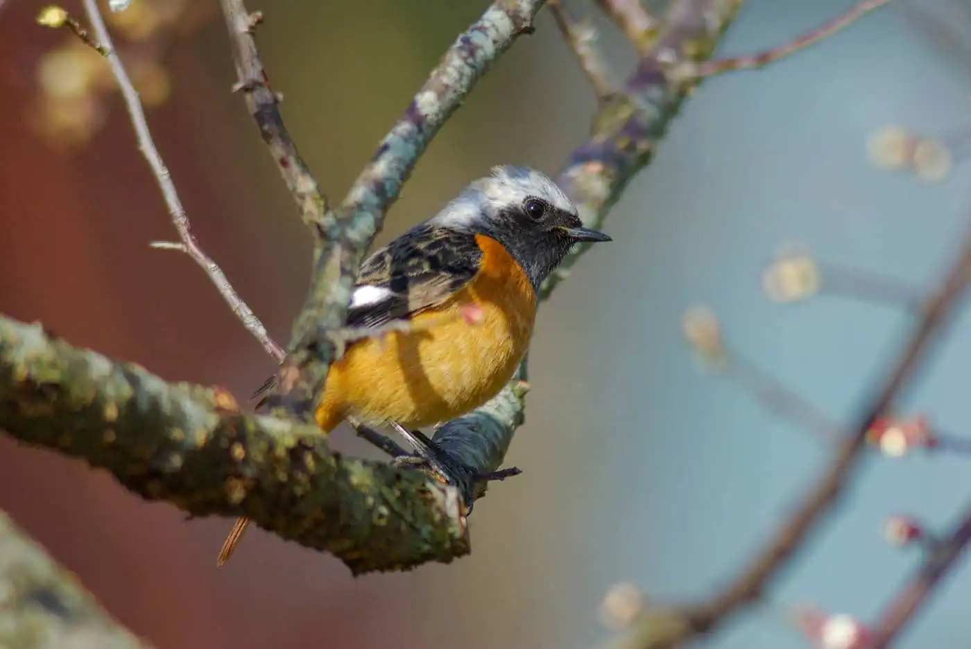 野鳥・ジョウビタキ(雄)の写真画像