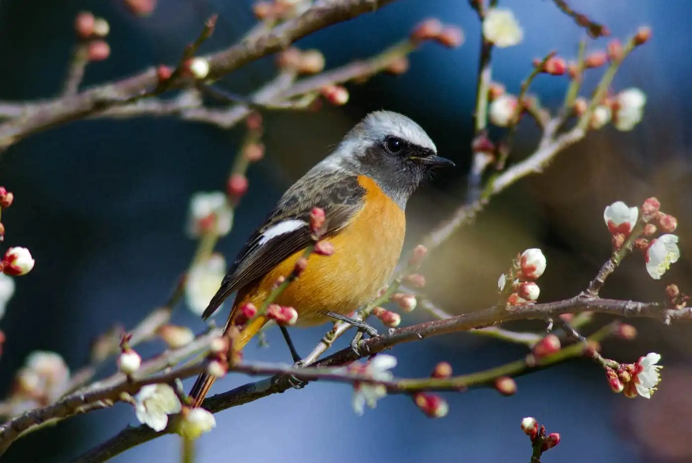 野鳥・ジョウビタキ(雄)の写真画像