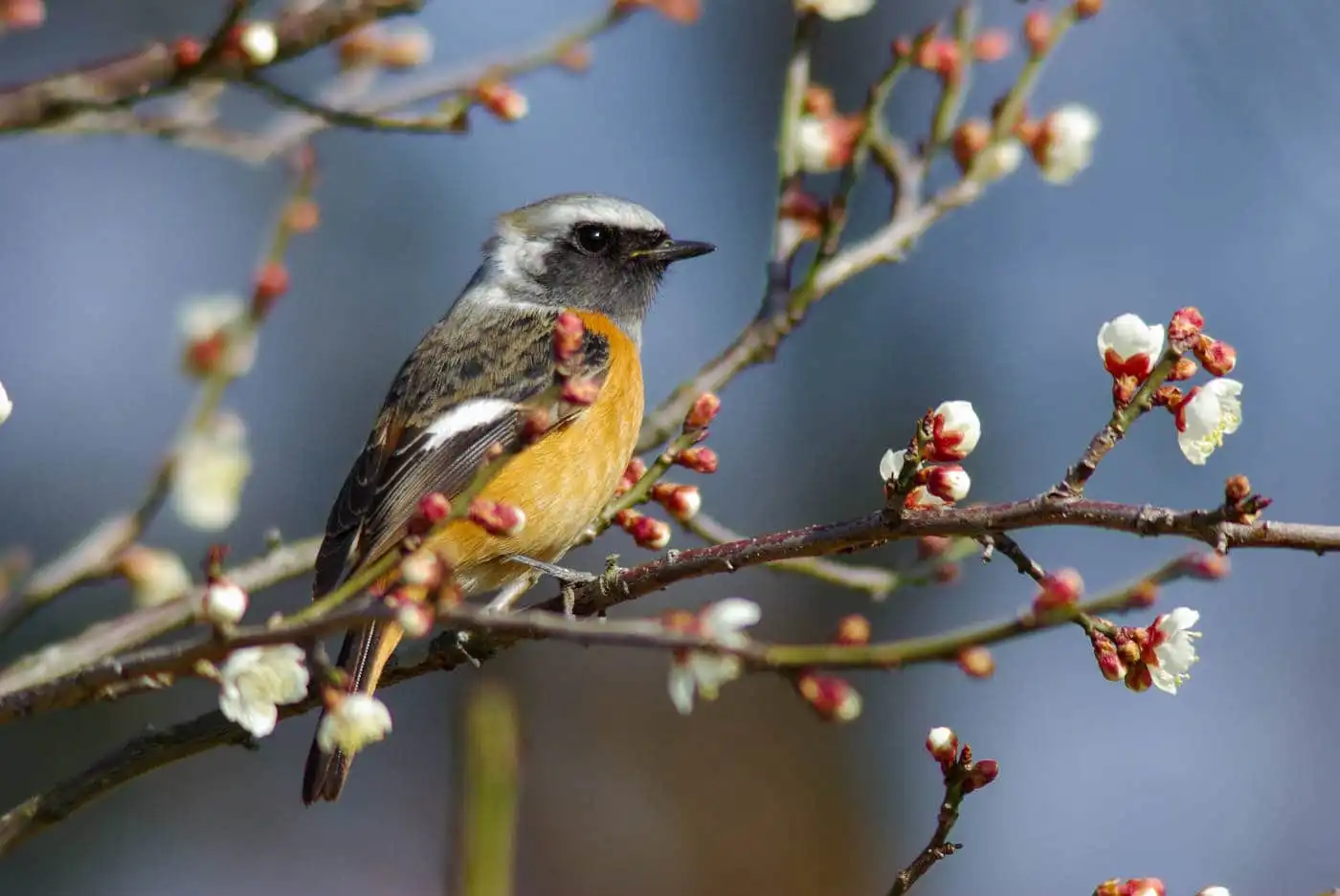 野鳥・ジョウビタキ(雄)の写真画像