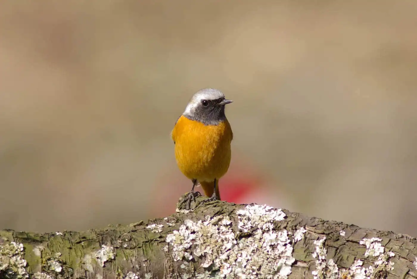 野鳥・ジョウビタキ(雄)の写真画像