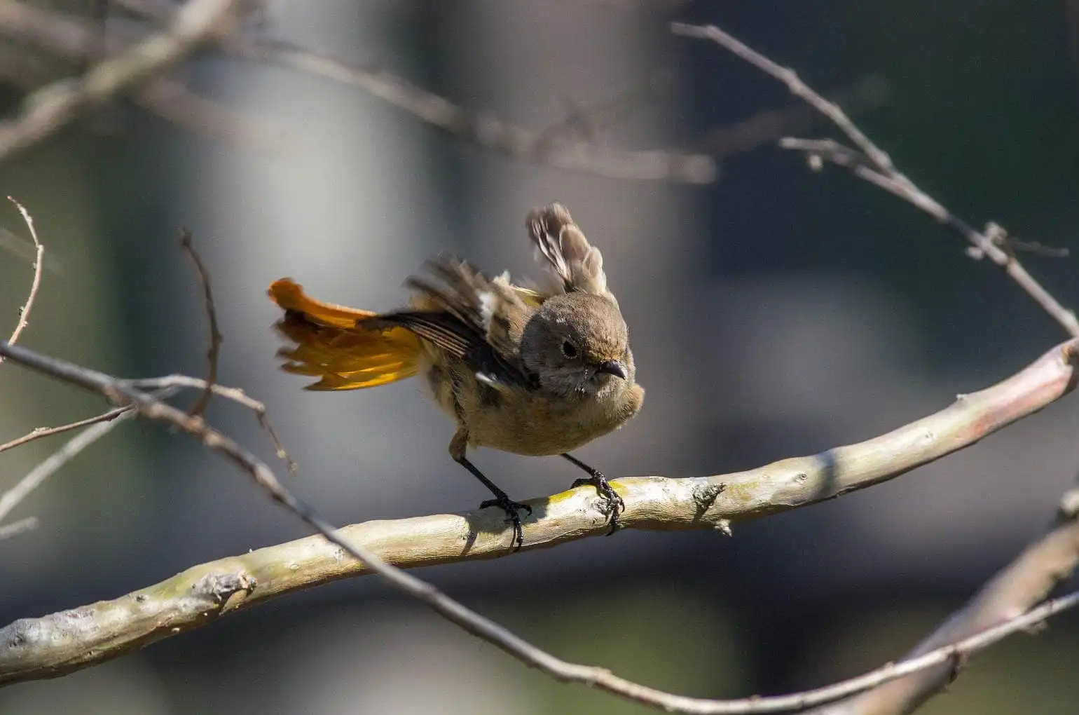 野鳥・ジョウビタキ(雄)の写真画像