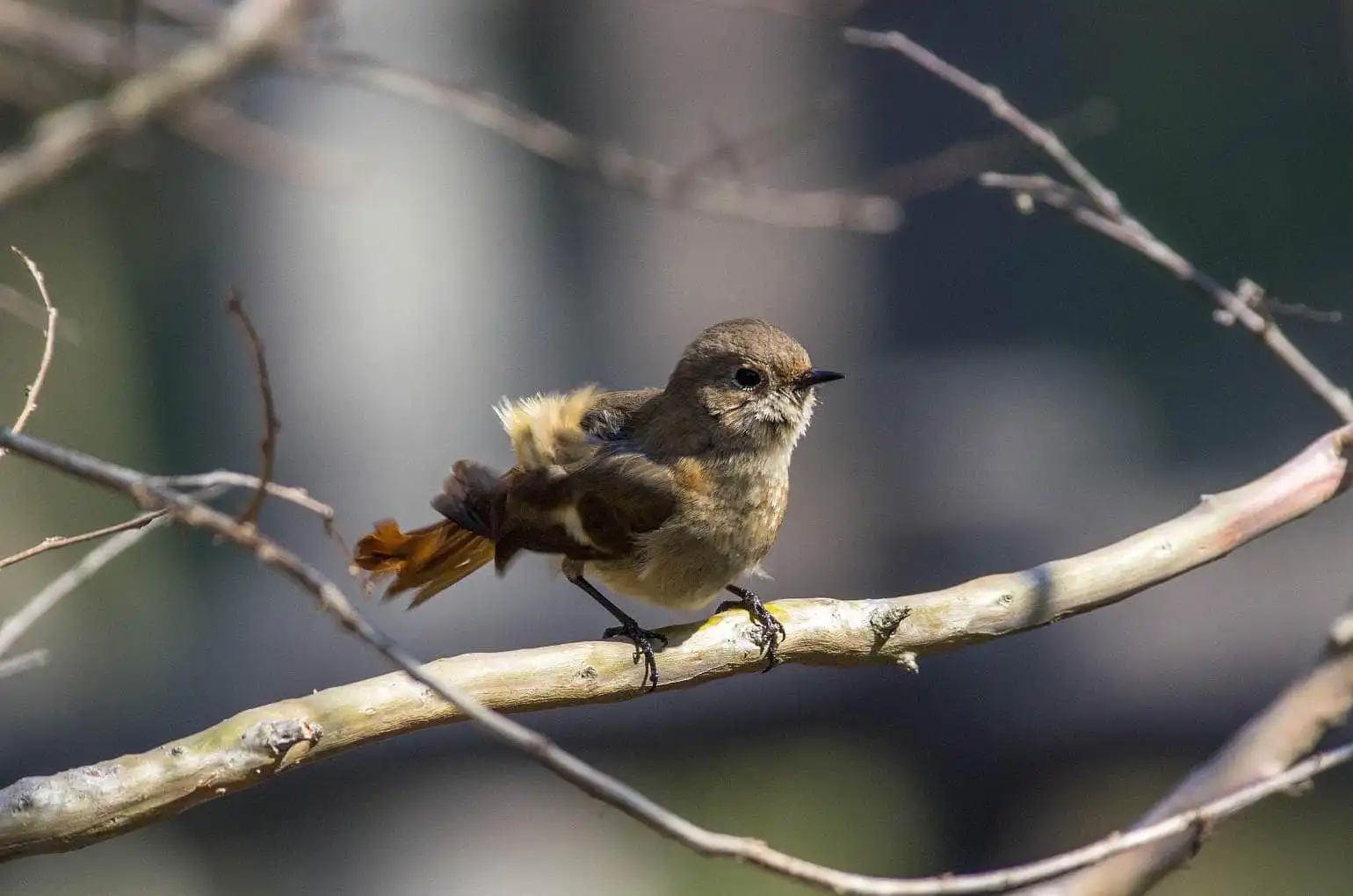 野鳥・ジョウビタキ(雄)の写真画像