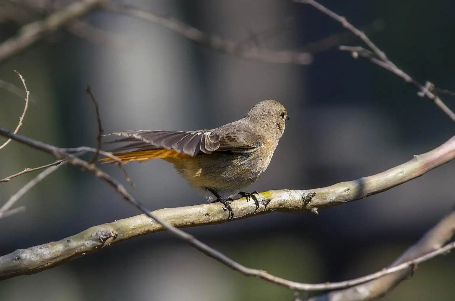 野鳥・ジョウビタキ(雄)の写真画像