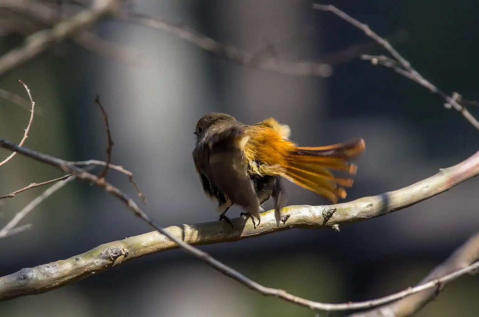 野鳥・ジョウビタキ(雄)の写真画像